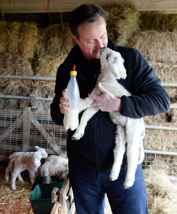 David Cameron kisses and feeds a lamb on Easter Sunday geotv.ge